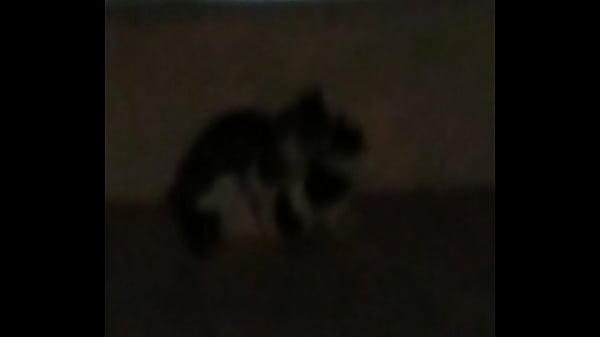 Thetidos cat fight mma