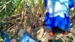 New indian desi village MMS outdoor sex Hindi audio