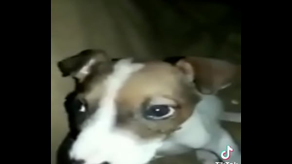 CACHORRO GAY