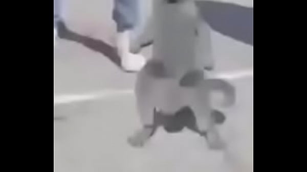 Gato dando sus pasos prohibidos bien paja