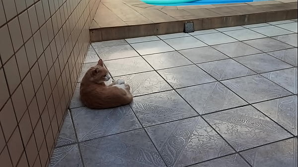 Gato gostoso na piscina